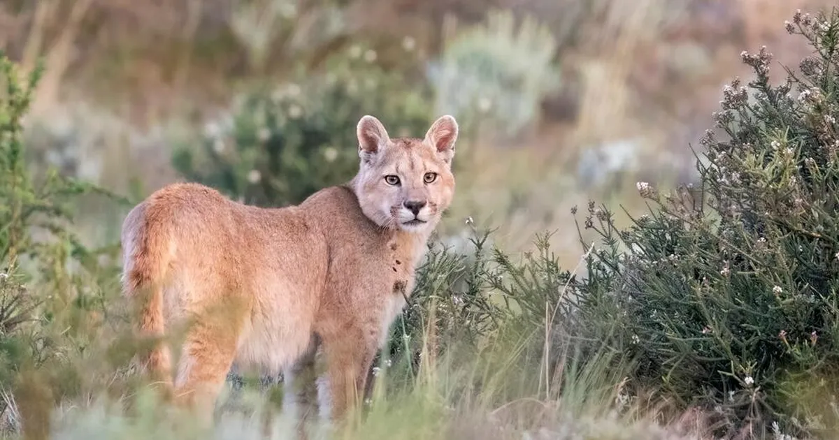Pakendikeskus tegi seda taas: meil on ideaalne lahendus puuma kinnipüüdmiseks