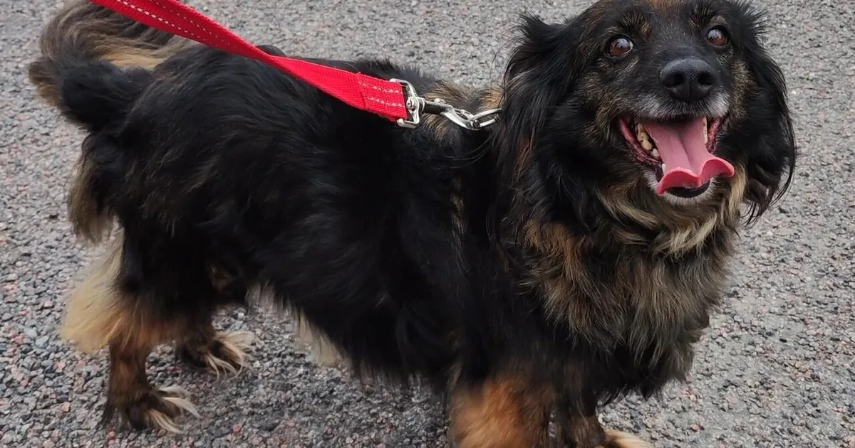 KODUOTSIJA ⟩ Rõõmus härra Džumbo vajab kodusoojust. Ehk olete teie tema unistuste inimene?