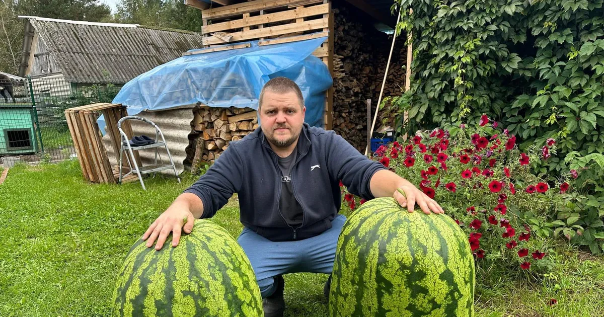 Tee järele ⟩ Just nii on võimalik kasvatada hiigelsuuri arbuuse