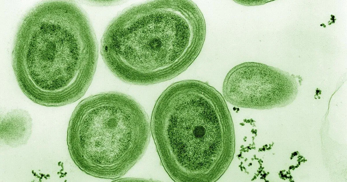 Maa hapnikuvarud võivad olla otsakorral – nende peamine tootja ei talu üldse kuuma