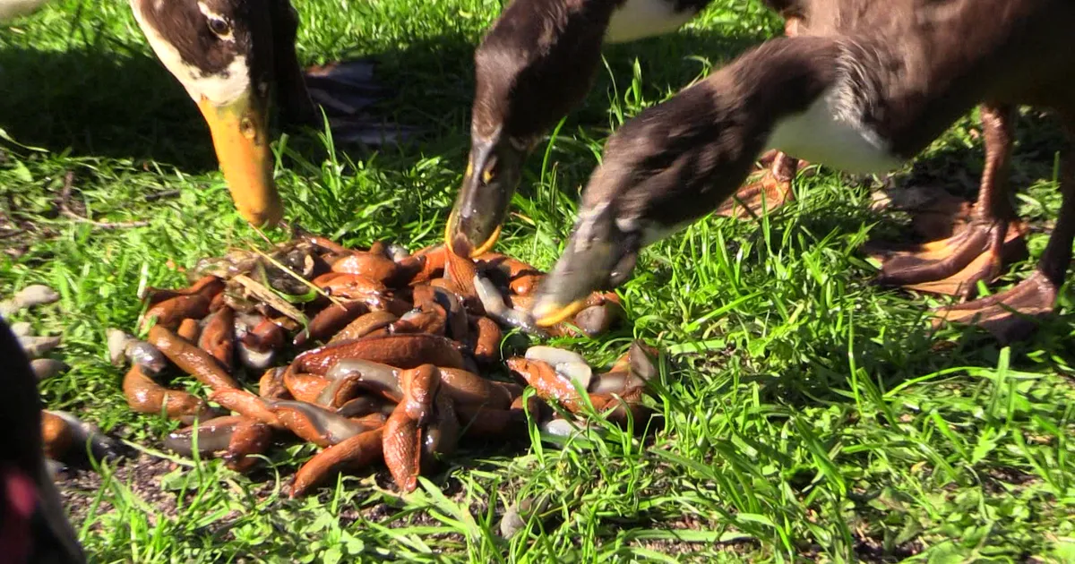 P-KOMANDO ⟩ Kaks Muraste meest tõttavad omapärase plaaniga appi võõrnälkjatega hädasolijatele