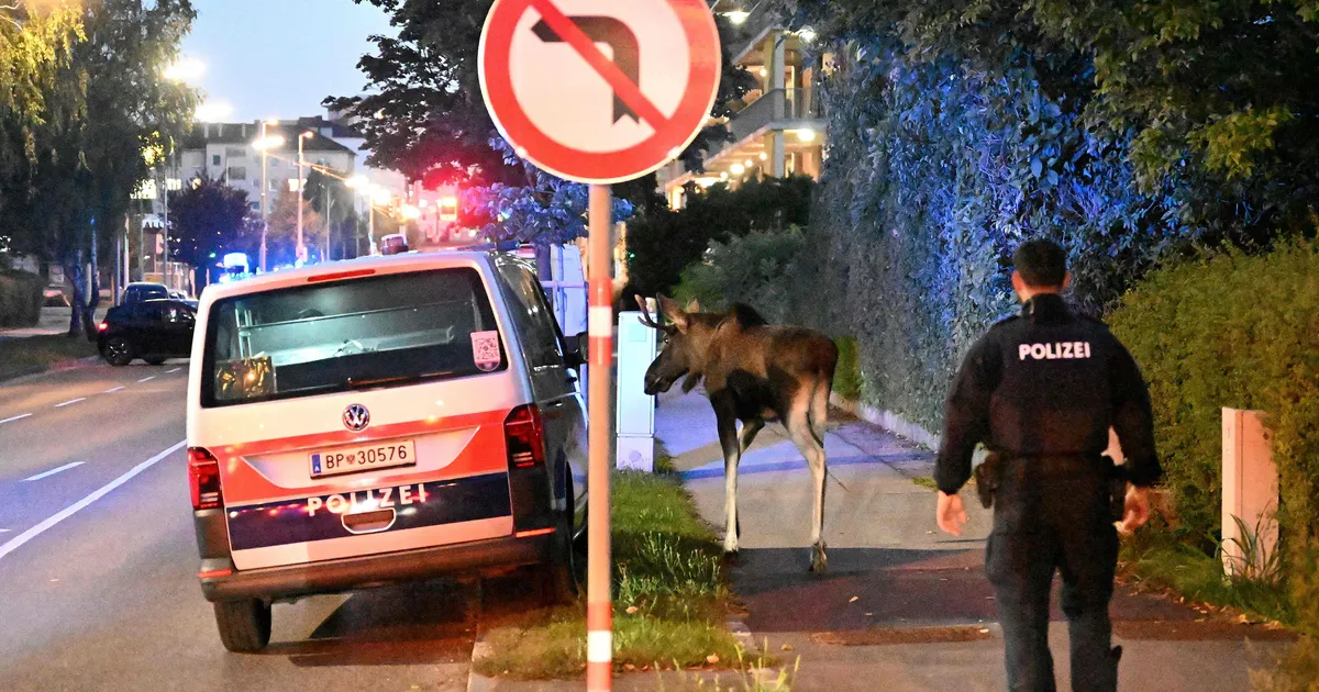 OOTAMATU IMMIGRANT ⟩ Austria võimud saatsid kogu suve riigis ringi hulkunud põdrapulli üle piiri