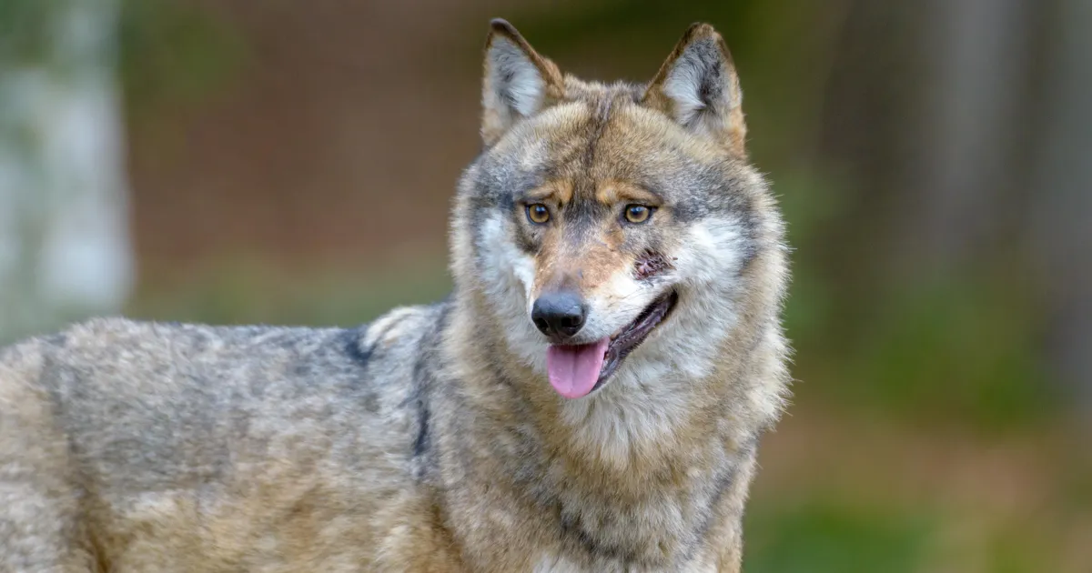 Ohtlik olukord Soomes: hundiks peetav loom ründas inimest ja koera