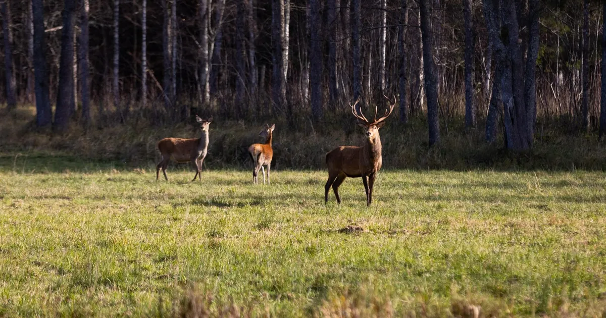 Muidu ettevaatlikud loomad jäävad aina enam auto alla