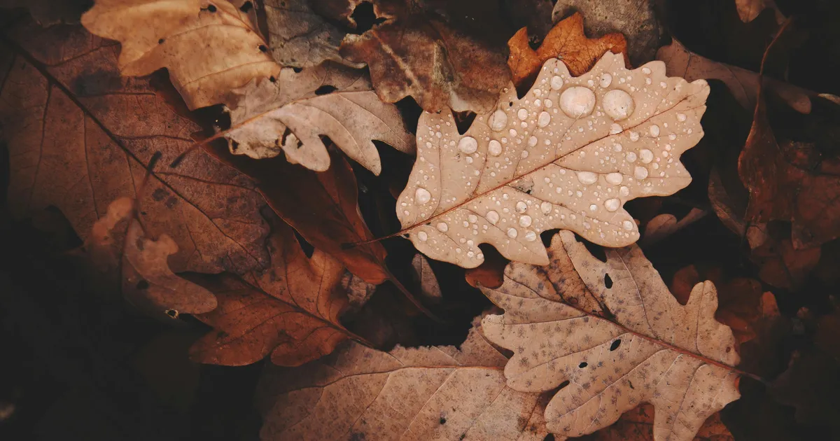 PÄEVAHOROSKOOP ⟩ 6. oktoober: Jääral tuleb rahaasjus olla ettevaatlik, Vähk kipub enne ütlema kui mõtlema