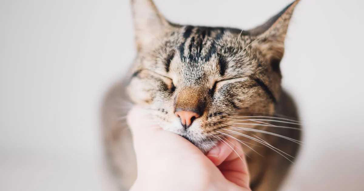TASUB TEADA ⟩ Üllatavad märgid, et sa tegelikult ka meeldid oma kassile