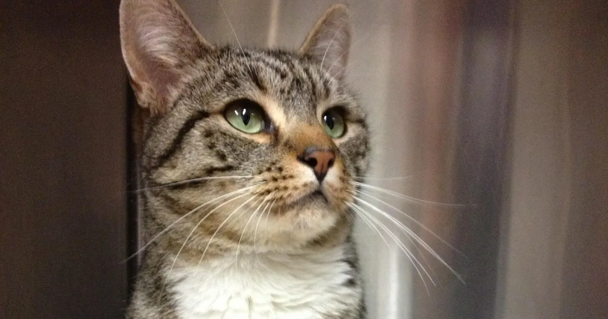 Varjupaika sattunud kassi kiipi kontrollides selgus midagi uskumatut