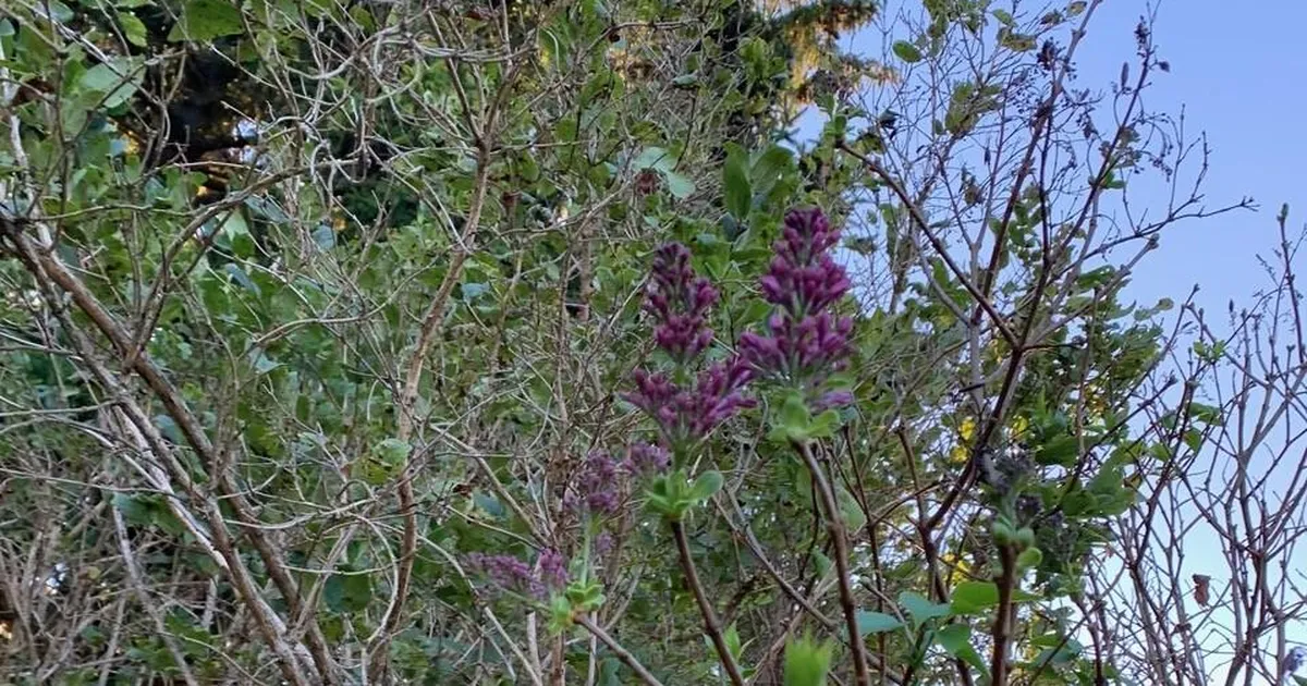 Sügisene üllatus: Elva vallas puhkes sirel õitsema