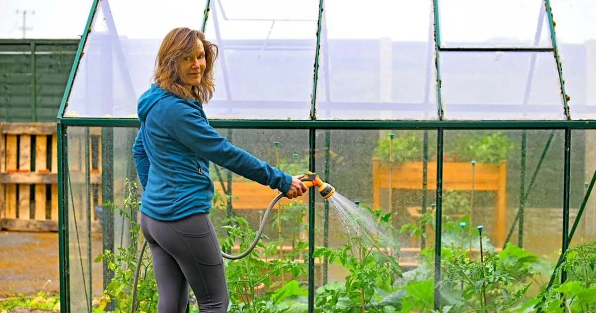 OMA TUBA, OMA LUBA ⟩ Tomatitega läks küll tänavu nihu: õnneks ei ole me ainukesed