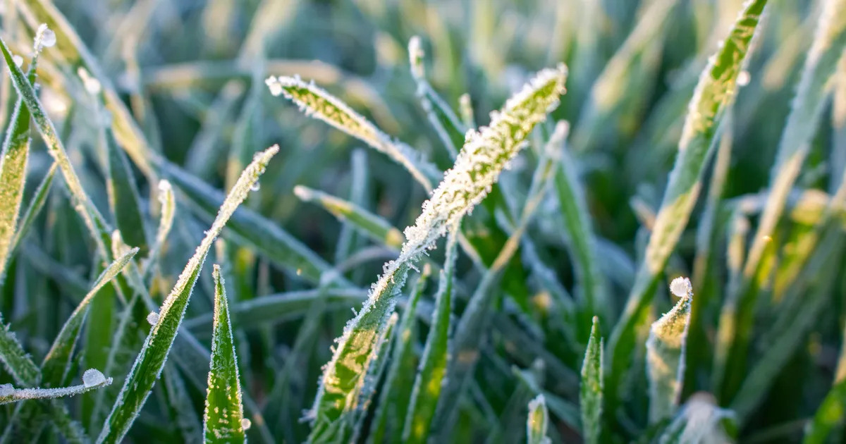 «Teadmiseks kõikidele aiapidajatele.» Sünoptik Kairo Kiitsak hoiatab lähiaja külmima öö eest
