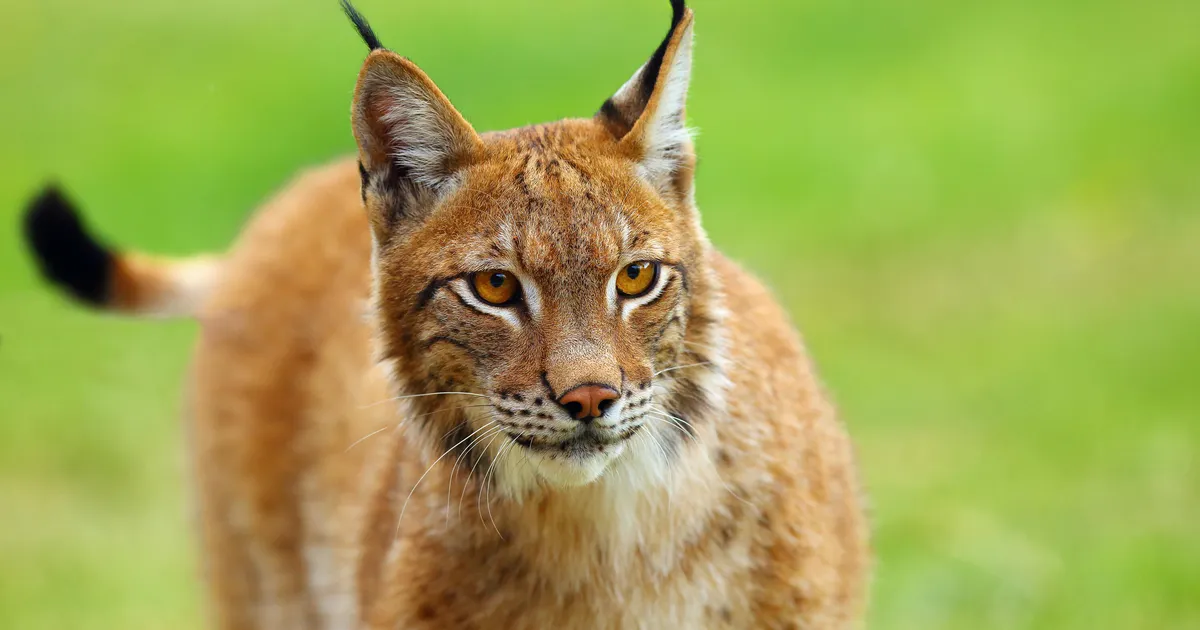VIDEO ⟩ «Vaadake, kui julge!» Harjumaal jäi kaamera ette kolm ilvest korraga