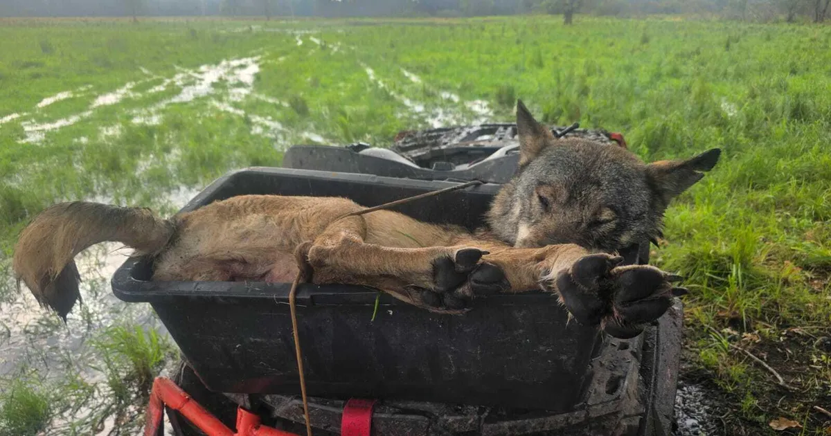 Soomaa rahvuspargis kütiti nuhtlushunt
