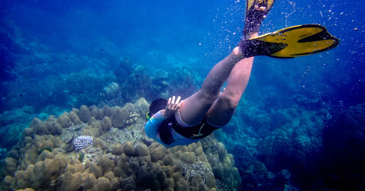 VIDEO ⟩ Naine sattus Mehhikos snorgeldades ohtliku olendiga silmitsi – teadmata kellega tegu