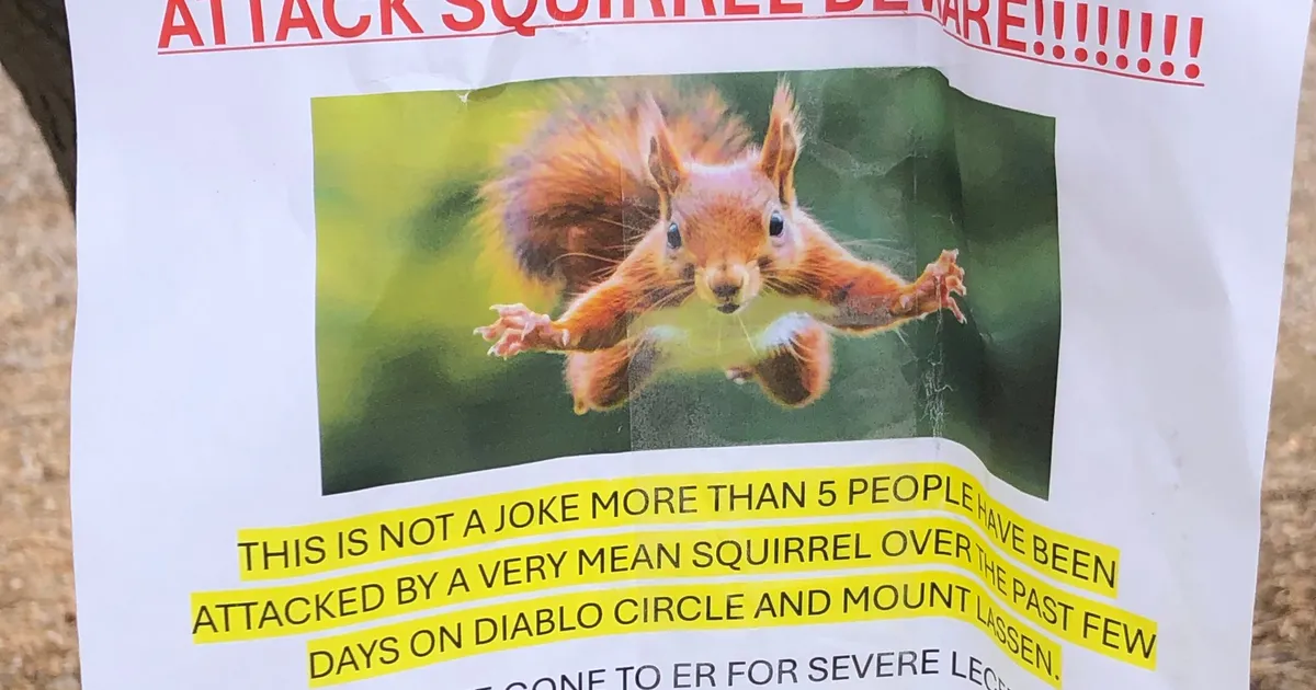 ETTEVAATUST ⟩ San Francisco eeslinn elab oravaterrori hirmus