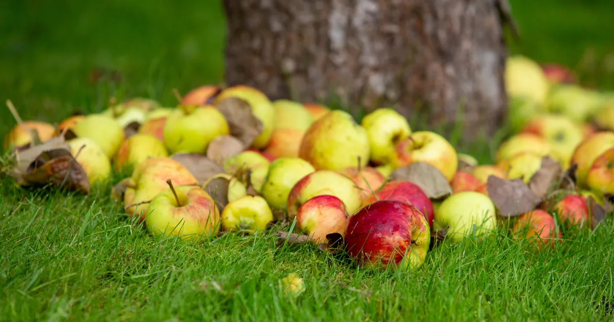 Kas tead, miks? ⟩ Mädaplekiseid õunu ei tohi puu alla jätta
