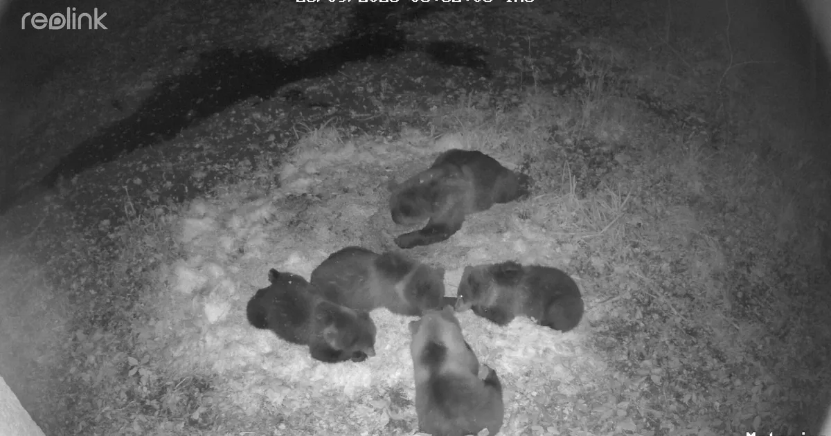 VIEDO ⟩ Haruldane vaatepilt Võrumaal: nelja pojaga karupere tuli rajakaamera ette mängima