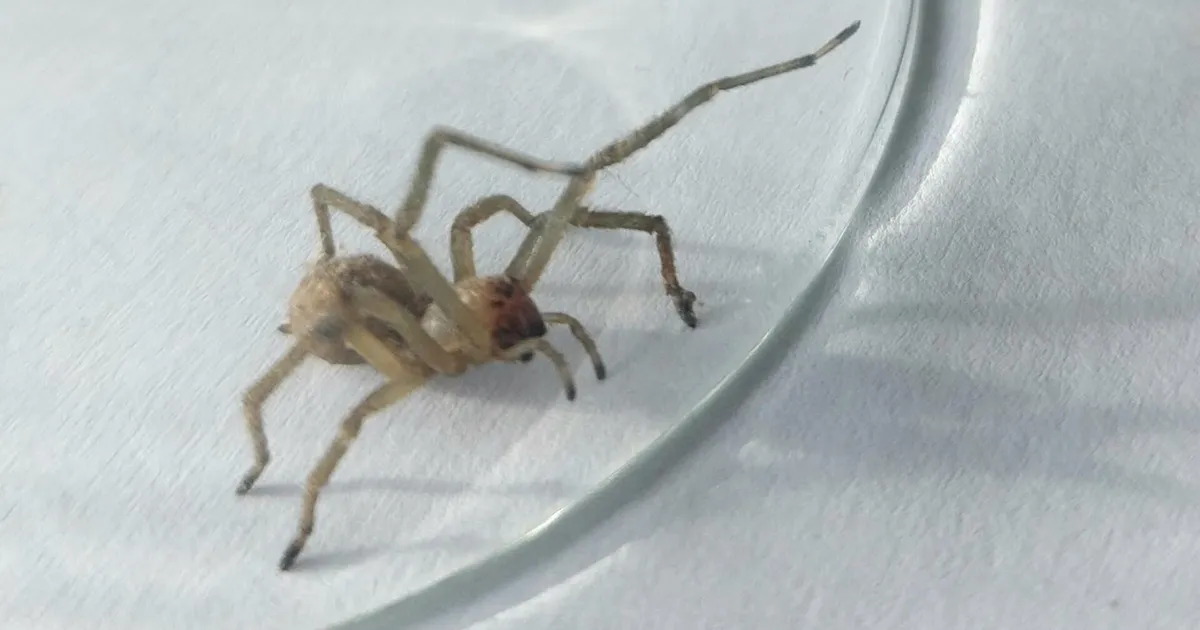 Ämblik hammustas Hiiumaal meest: valu oli hullem kui migreen või jalaluumurd