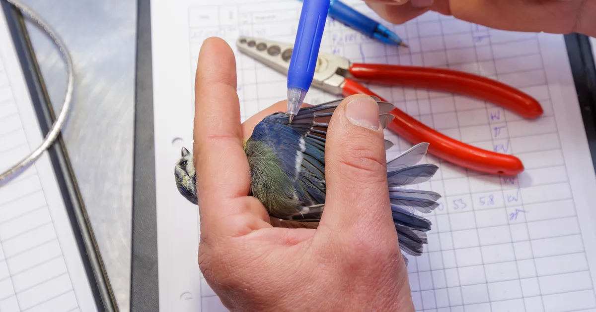 GALERII ⟩ “Lupsti!” Elu Kabli linnumõrra varjus