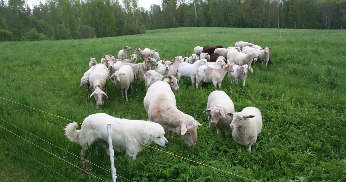 Kas nuhtlusisendid on inimese tegemata töö?