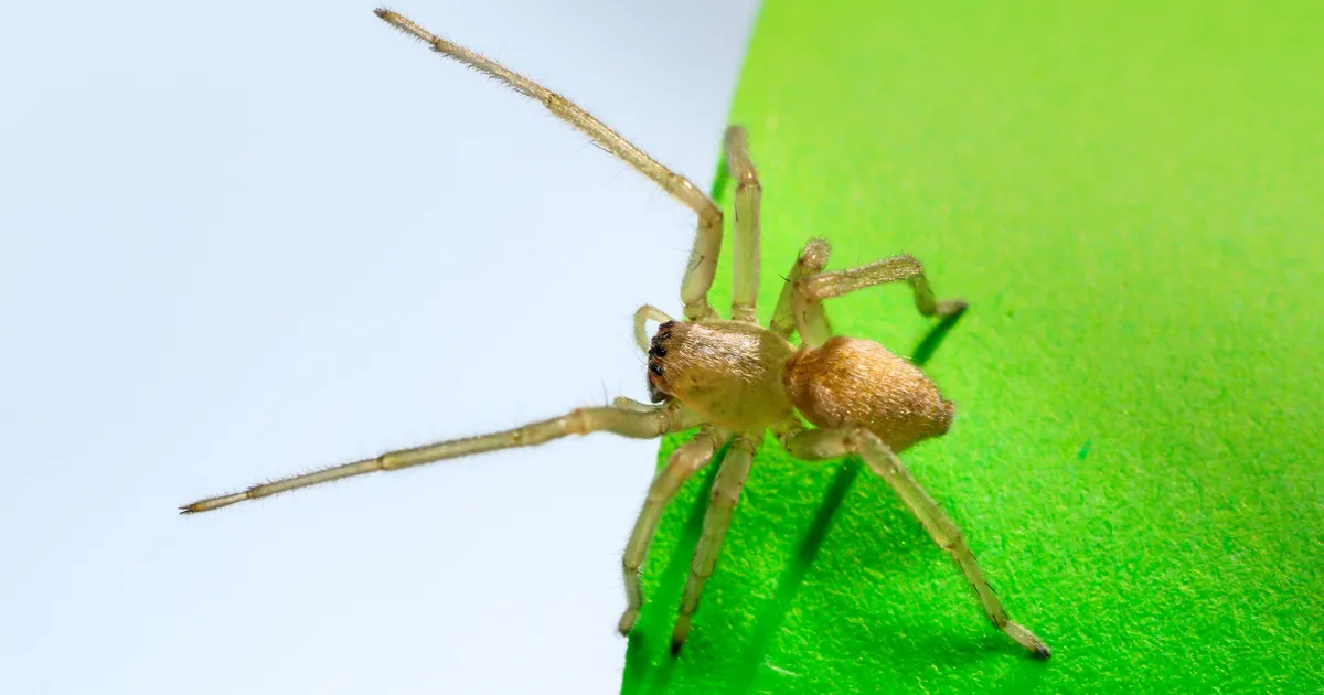 Teadlane vastab: kes on Eesti kõige mürgisemad ämblikud?