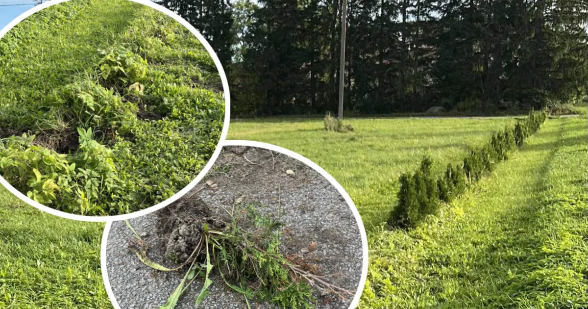 USKUMATU ⟩ Pere koduhoovist varastati rida elupuid: kuule sina, kes öösel need üles kaevasid! Tule tagasi, üks taim jäi maha!