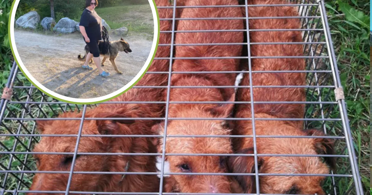 FOTOD ⟩ Taas loomi väärkohelnud Lana-Violetta Saharova ajab loomakaitsjaid marru, PTA ajab oma rida