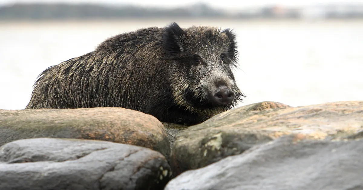 Riik ostab pool miljonit metsseakonservi