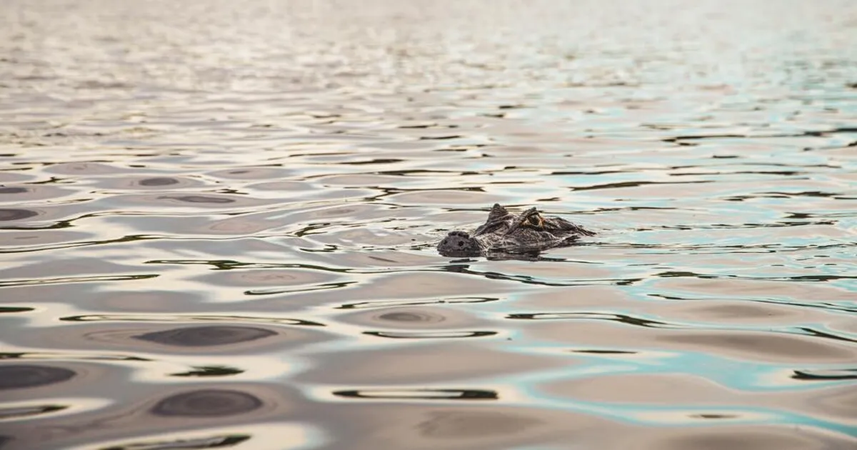 EBAINIMLIK ⟩ Oma vastsündinud tütre alligaatoritele söödaks visanud isa avaldas jõhkra teo motiivi