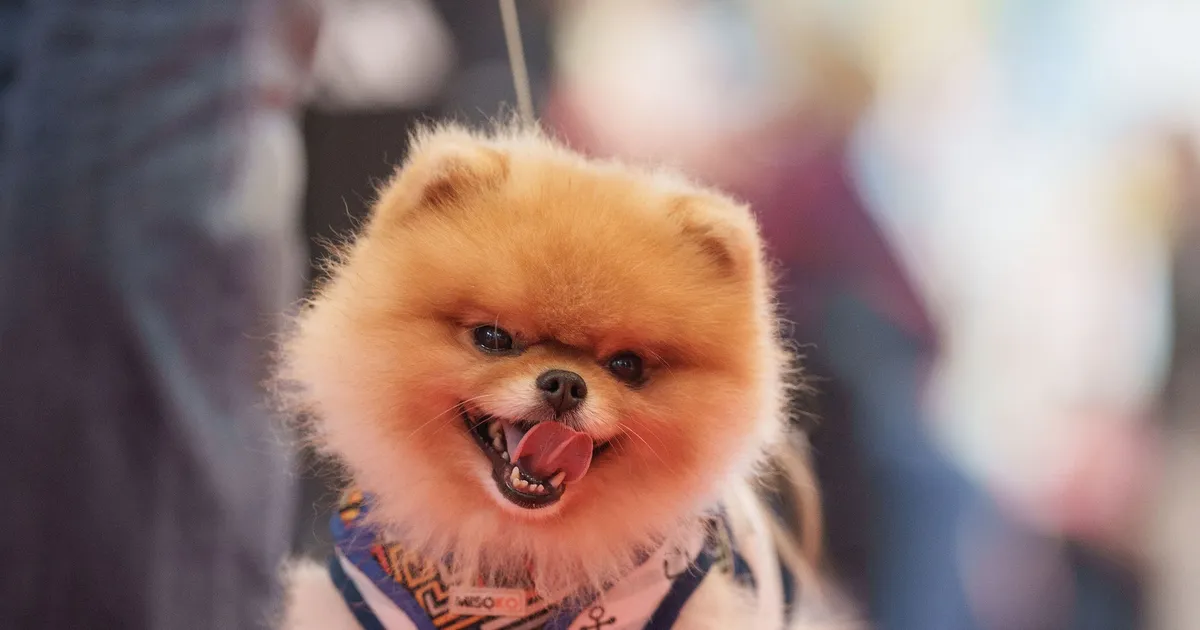 GALERII ⟩ Üks uhkem kui teine: Lõunakeskuses toimus värvikirev koerte moešõu