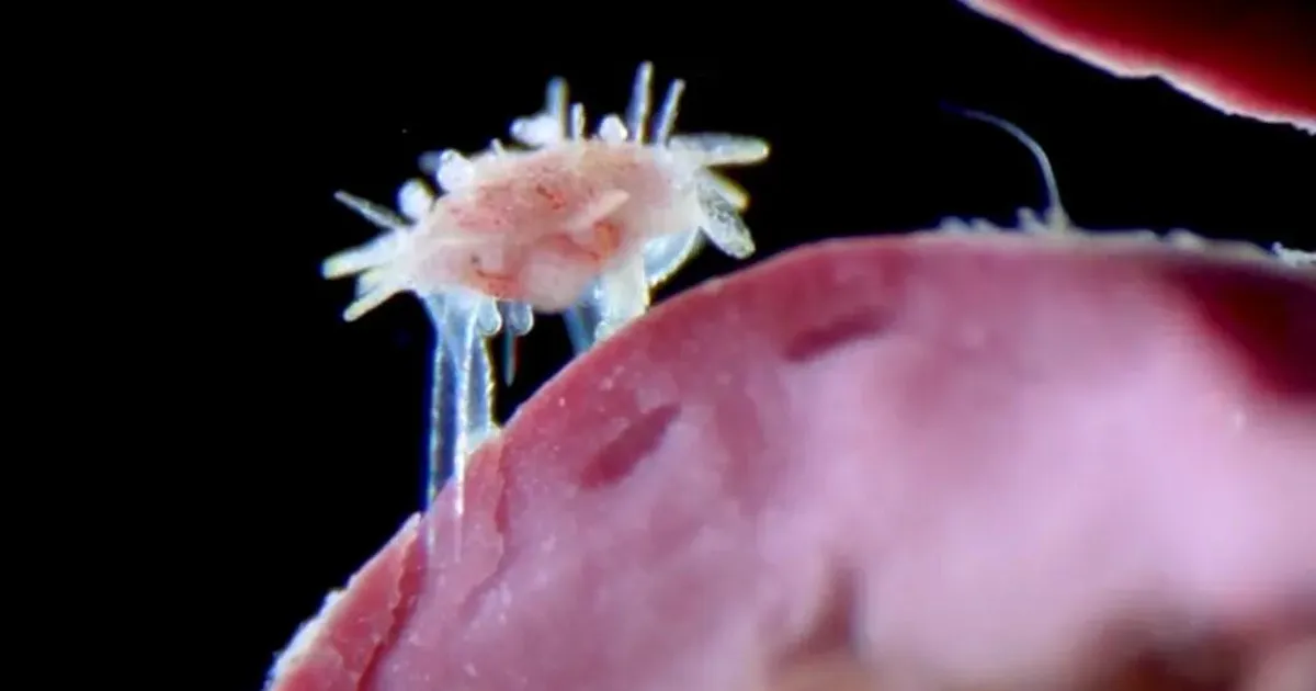 NUNNUMEETER PÕHJAS ⟩ Te ilmselt ei ole varem näinud merisiiliku poega – siin ta on, midagi enneolematut