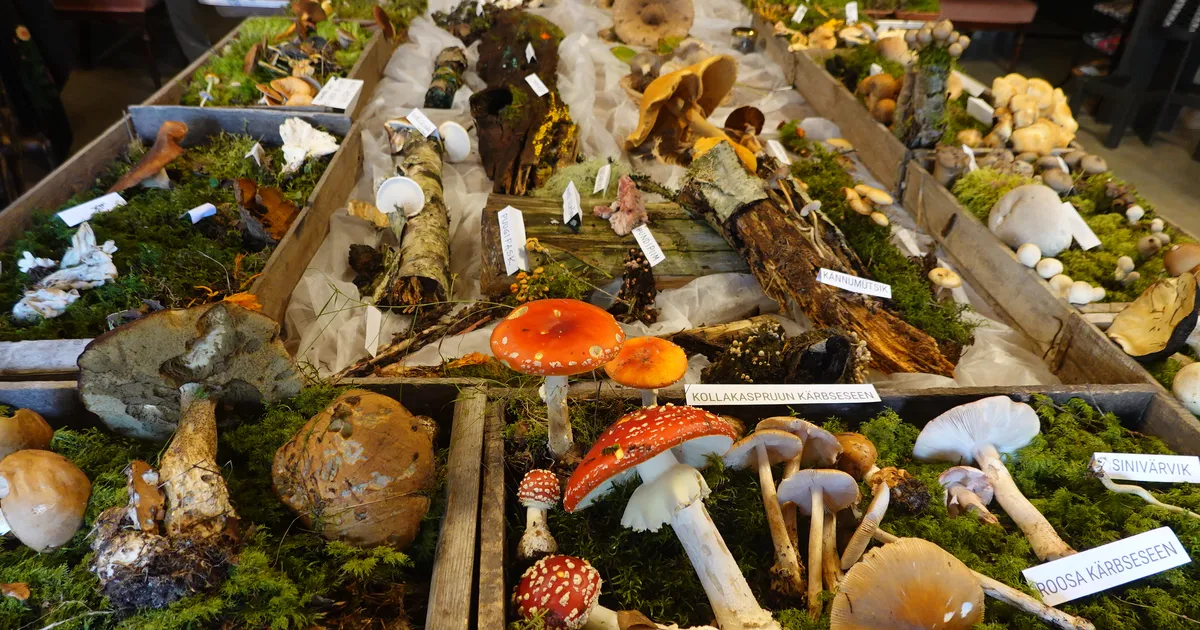 Seenemetsad pakuvad mittekorilasele ka seenejahi võimalust