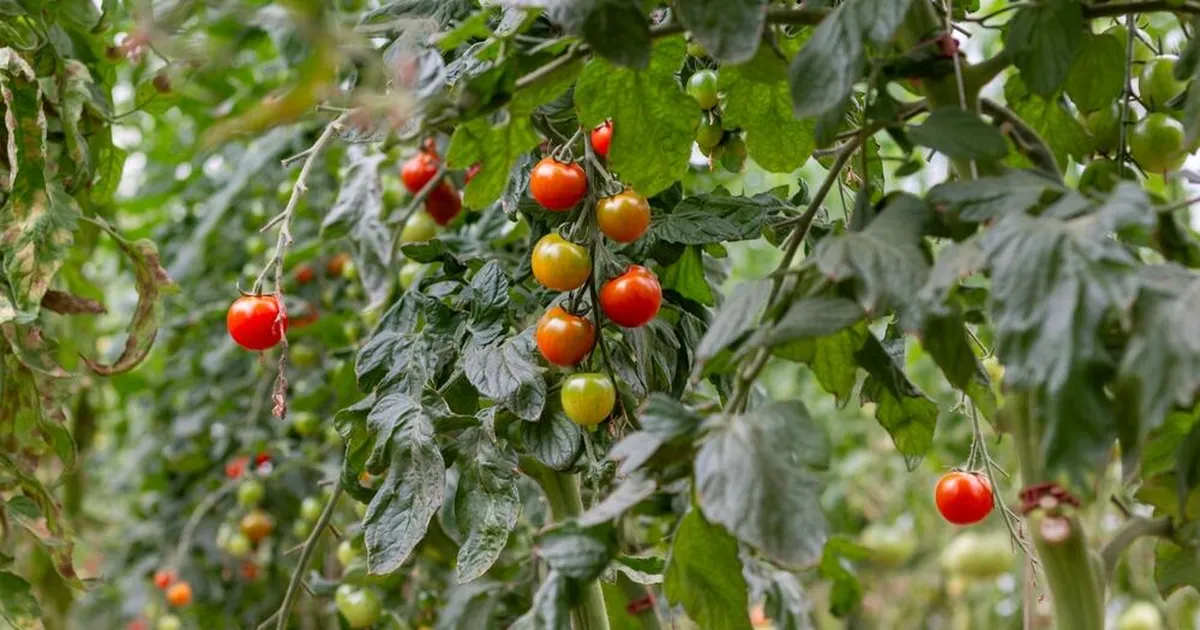 Viimane asi, mis tänavu veel tomatitaimedega teha: nii annab viljadele võimaluse küpseda