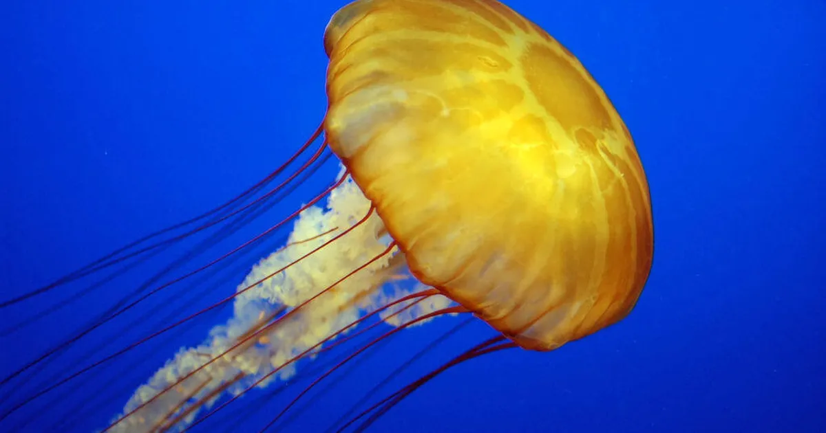 Ettevaatust - järvedesse on hakanud kolima need ohtlikud mereelukad