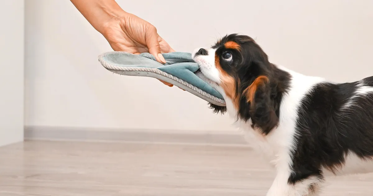 Loomapsühholoog paljastas ootamatu põhjuse, miks koer ühtäkki pahandust tegema hakkab