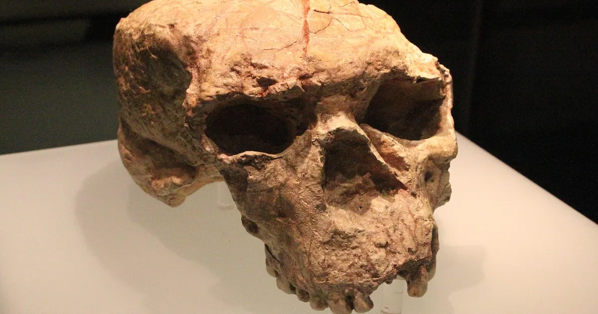 Miljon aastat vana kolju seab kahtluse alla kogu inimkonna senise evolutsiooniloo