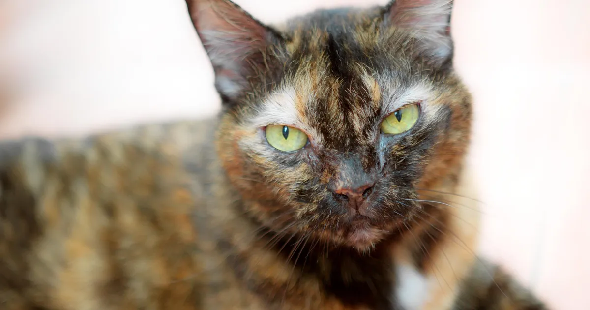 USKUMATU ⟩ 30aastase kassi omanik avaldas oma lemmiku pikaealisuse saladuse