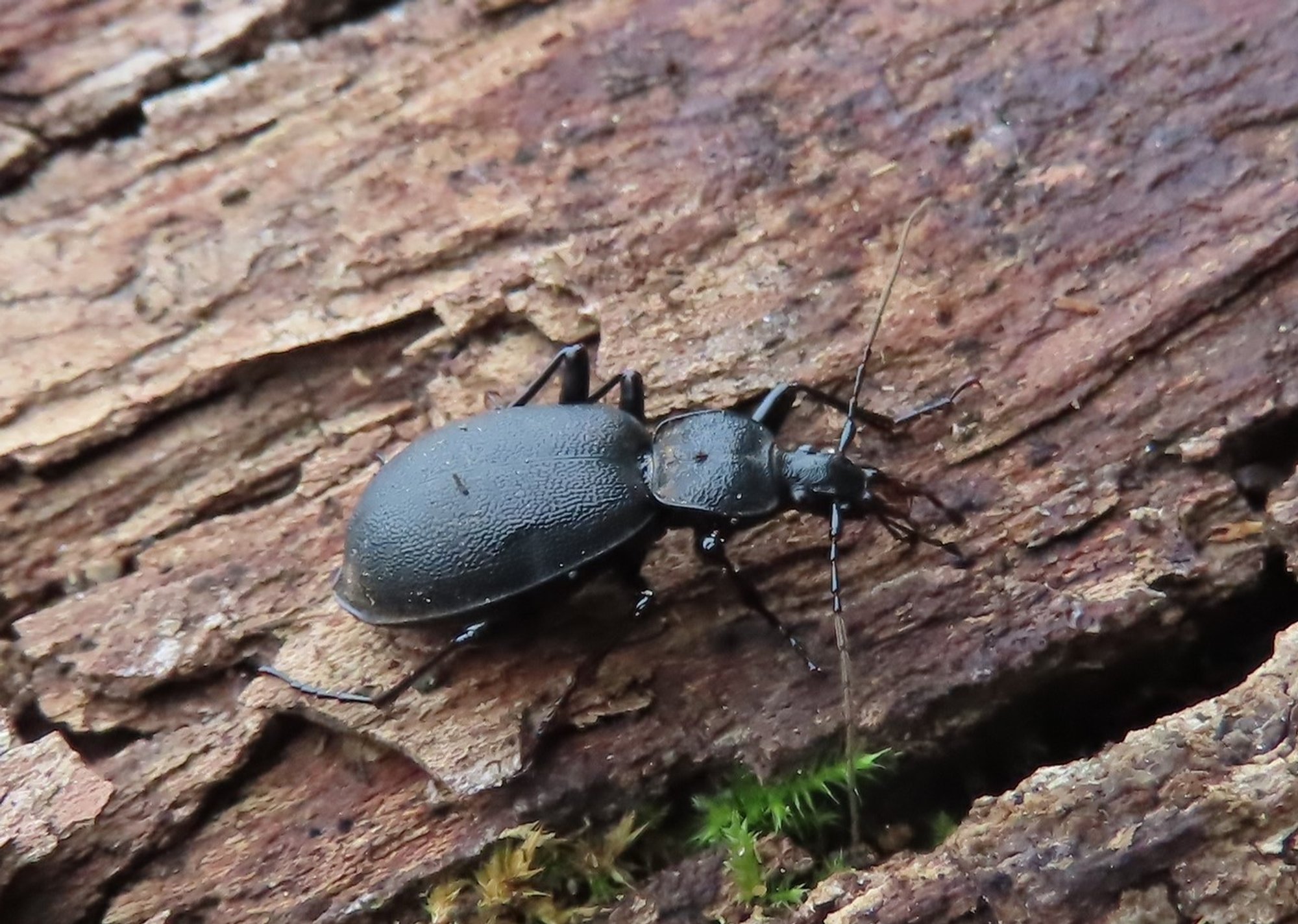 Kas karm talv on ukse ees? Mardikad teavad