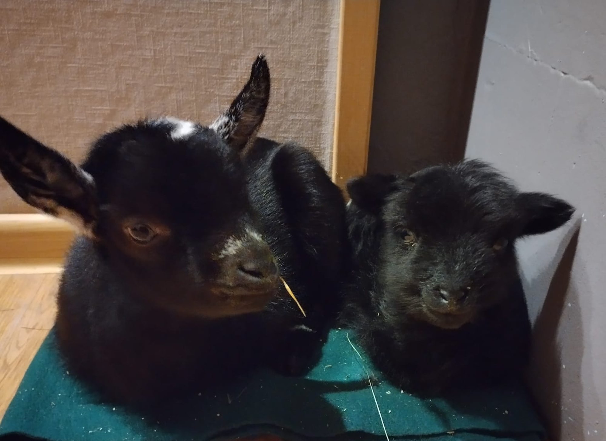 LOOMAPARGI LOOD | Vennastunud kits ja lammas vallutasid diivani ning asusid ehitusjärelevalvet tegema