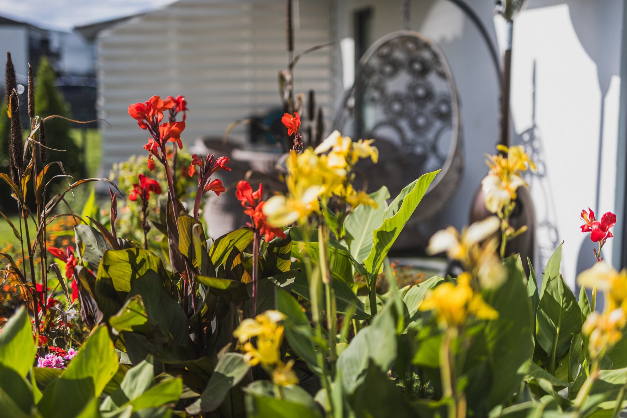Kolm võimalust, kuidas hoida üle talve soojalembesed kannataimed