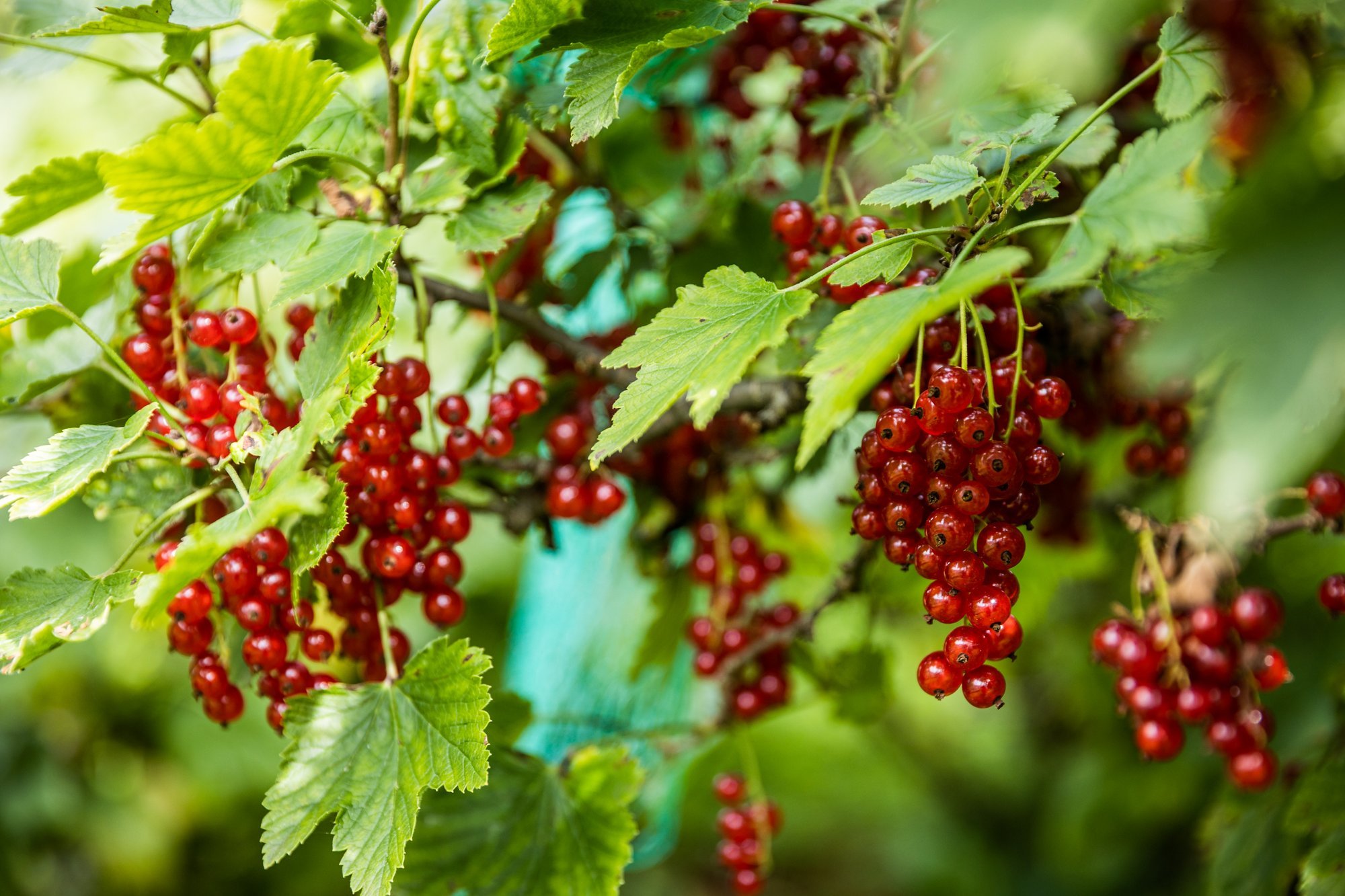 Nutikas aednik lõikab marjapõõsaid juba sügisel