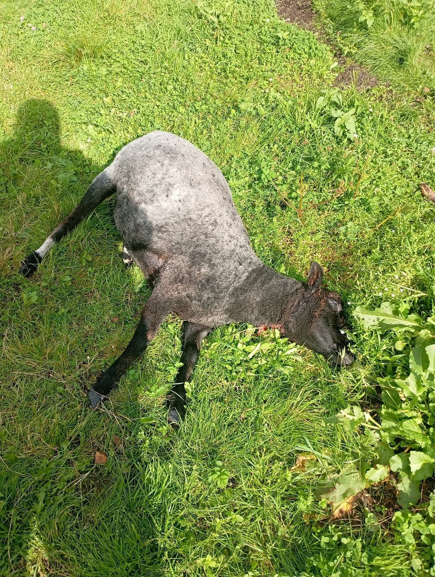Pärnumaal ründasid hundid elumaja läheduses lambaid. Omanik: miks ei anta küttimiseks eriluba?