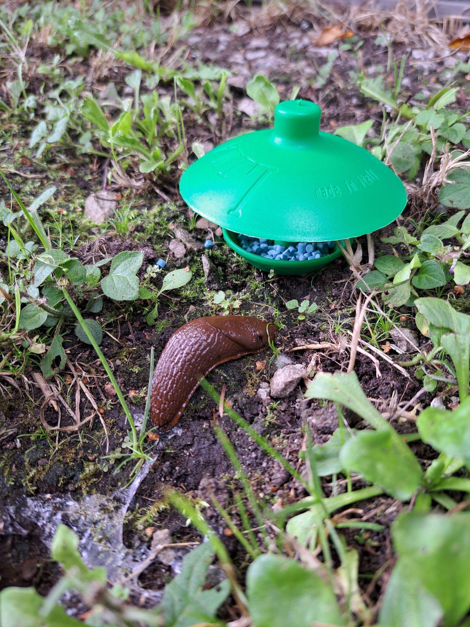 Eva Luigas on 10 aastat võidelnud hispaania teetigudega ja jagab kogemusi, mis toimib ja mis ei toimi