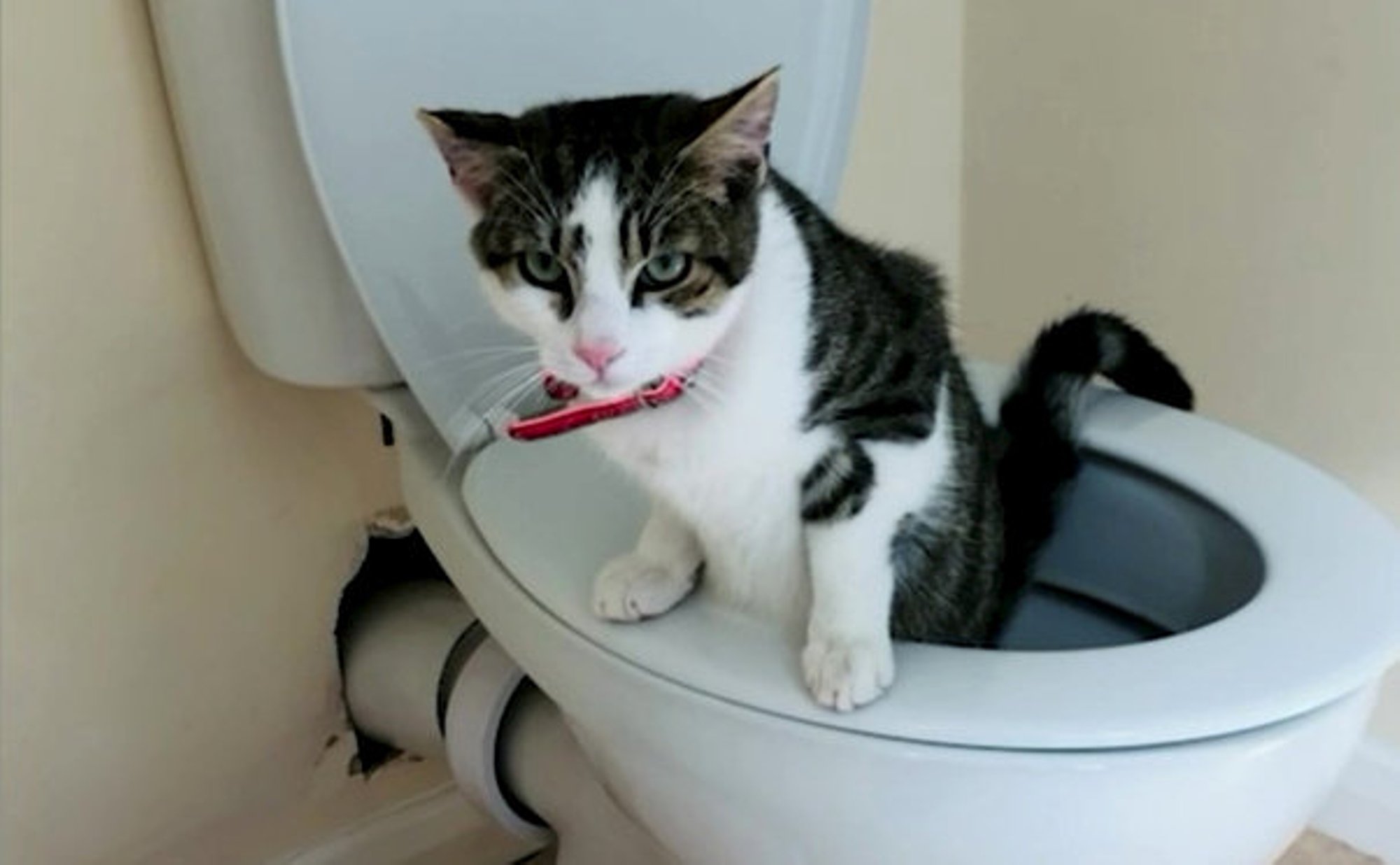 Lehk tahab lämmatada! Mida võtta ette, kui kass sirtsutab tekstiilile?