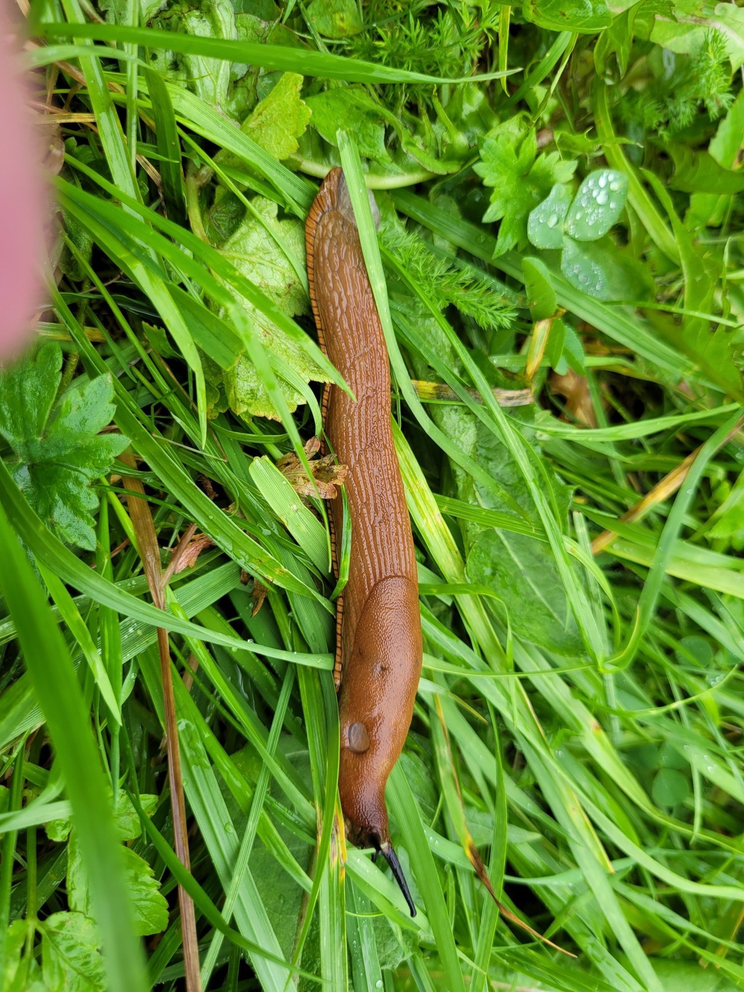 FOTOD | Kohila lähedusse metsa visatud bioprügist roomavad välja Hispaania teeteod