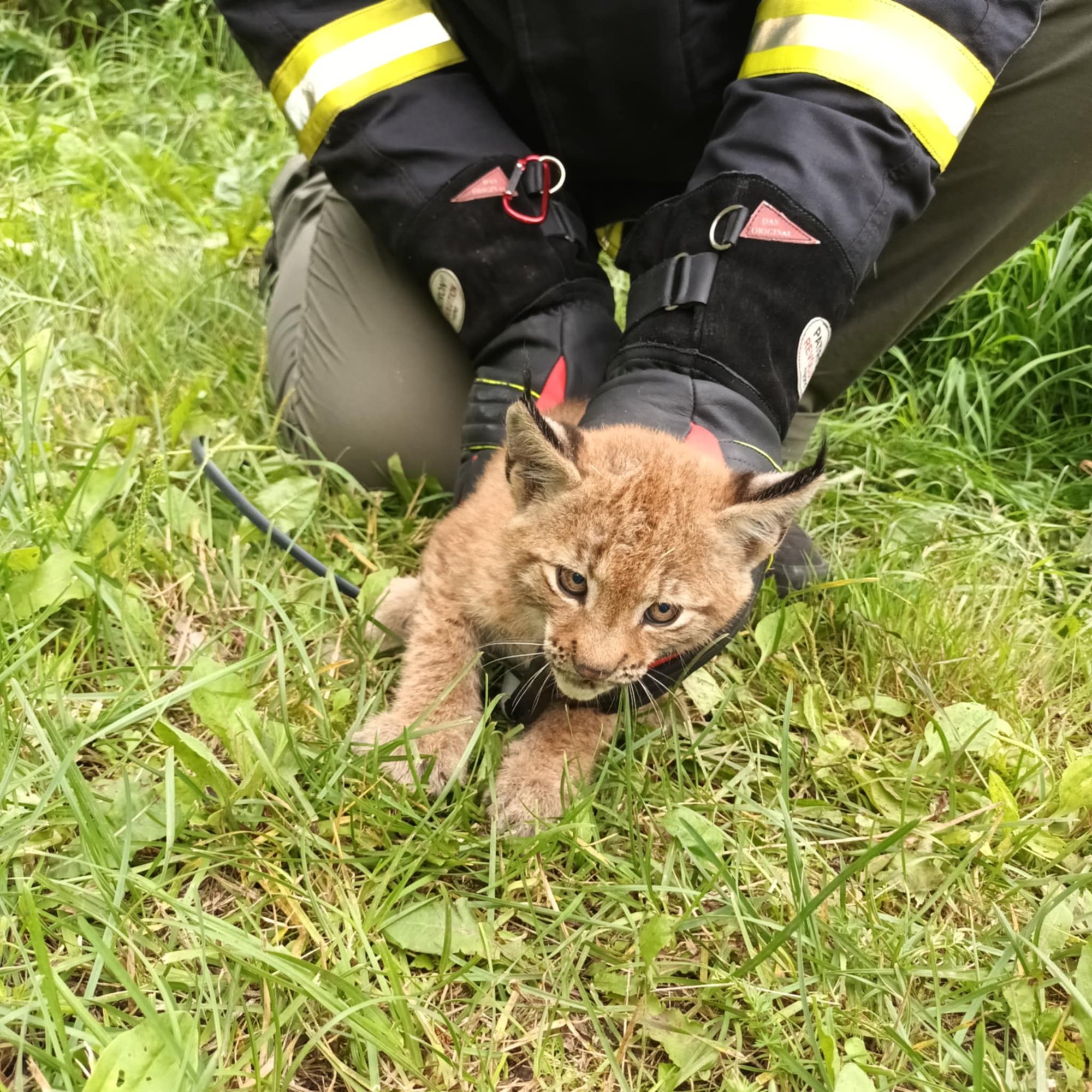 Vabatahtlikud päästjad otsisid eksinud ilvesekutsika ema üles drooni ja termokaameraga