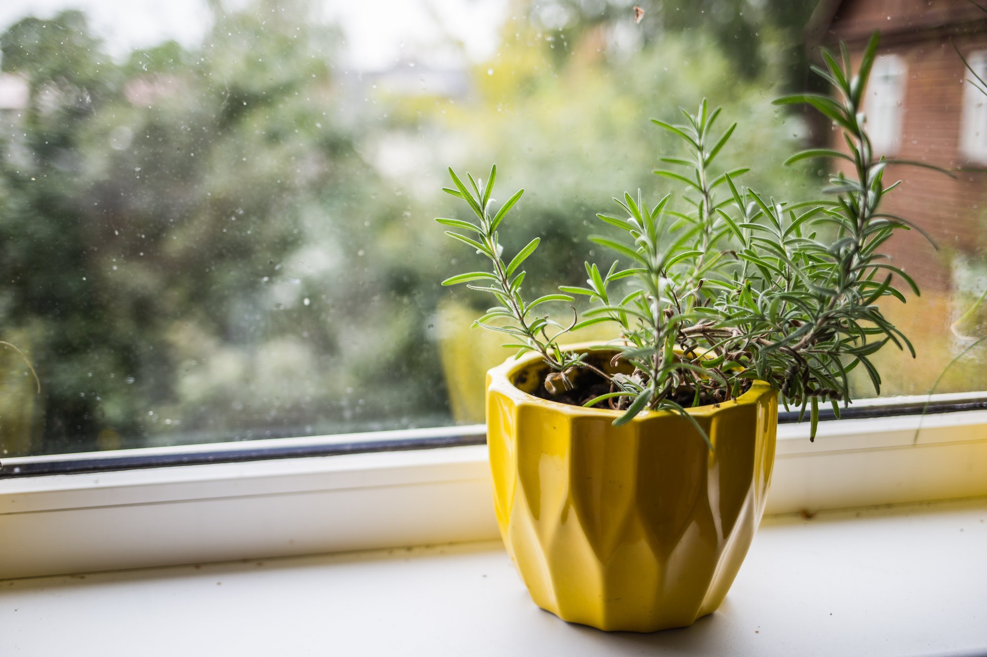 Too maitsetaimed talveks peenralt köögiaknale kasvama, siin on täpsed juhised