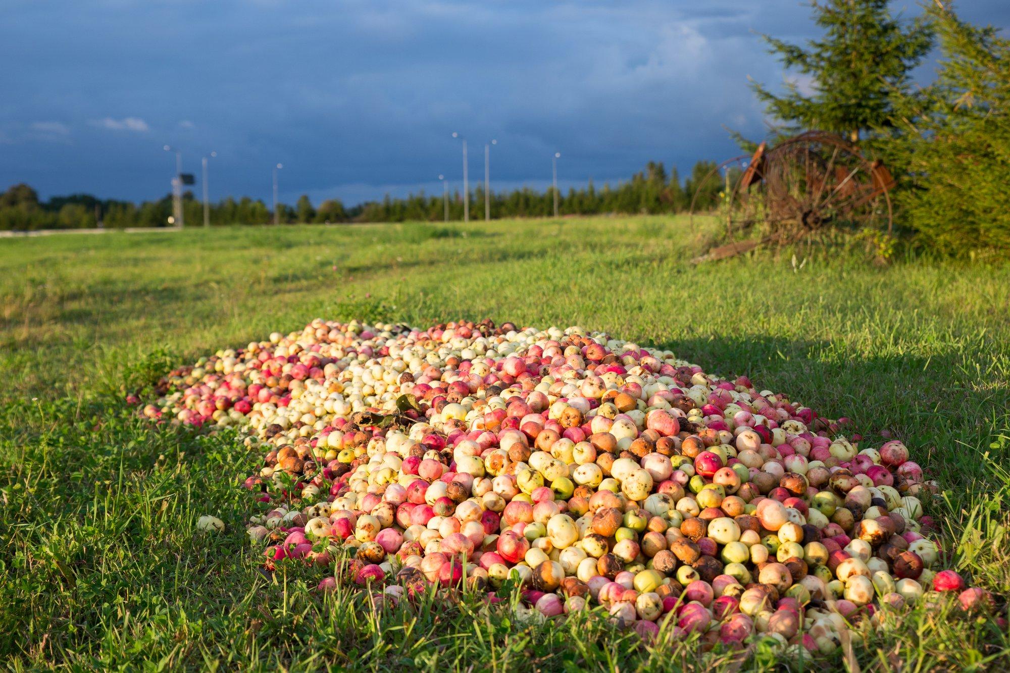 LUGEJA KÜSIB | Kas õunte metsa alla viskamise eest võib saada trahvi?