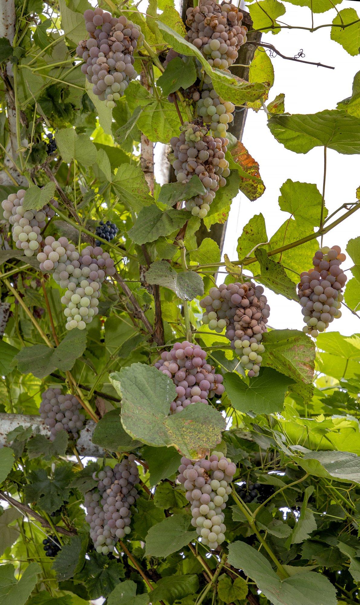 Ei kõlba süüa! Kultuurmustikad ja viinamarjad on mõnel pool ikka veel toored