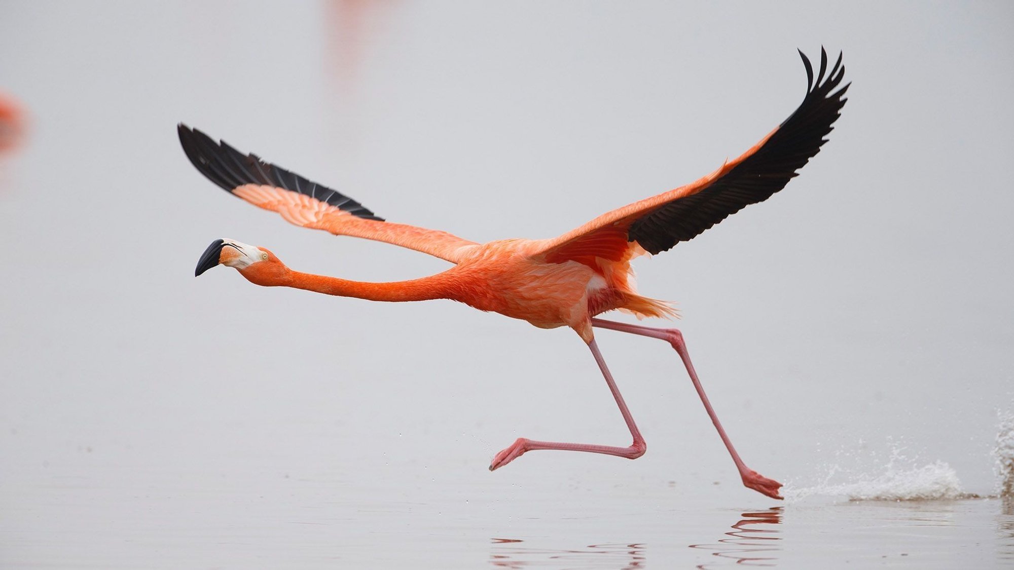 Kaunid ja visad flamingod maanduvad Kumu ekraanile