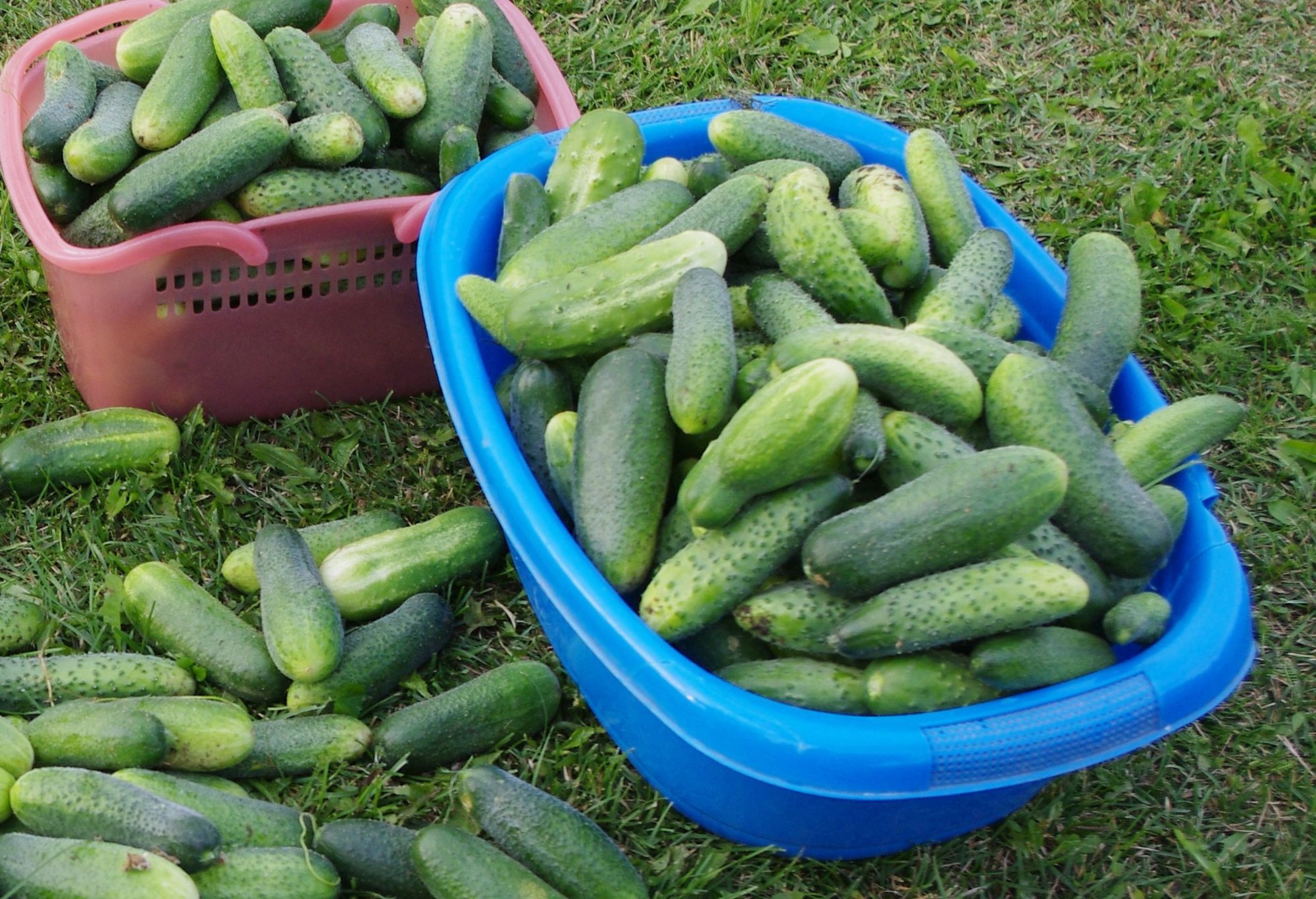 HINNAÜLEVAADE | Eesti lühikese kurgi hind on tõusnud 45%